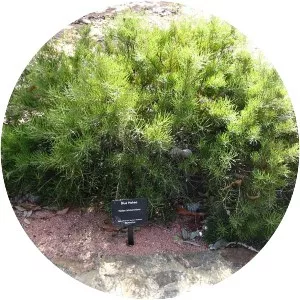 Hakea lehmanniana - Plants