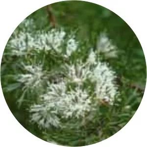 Hakea varia