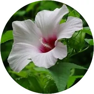 Halberd-leaf rosemallow