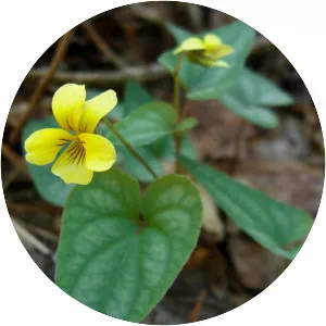 Halberd-leaved violet (Mızraklı Yapraklı Menekşe)