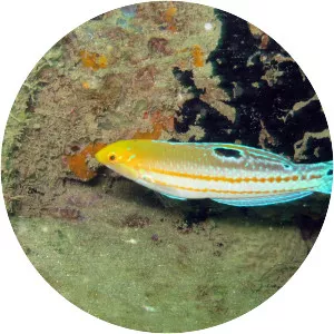 Halichoeres brasiliensis - 