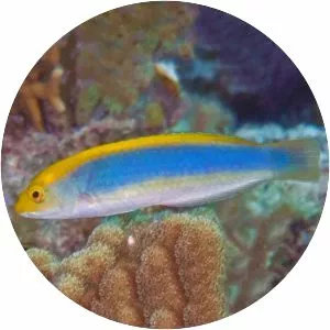 Halichoeres cyanocephalus - 