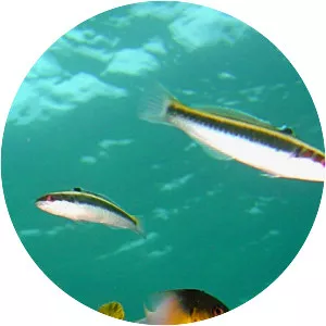 Halichoeres maculipinna