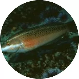 Halichoeres semicinctus - 