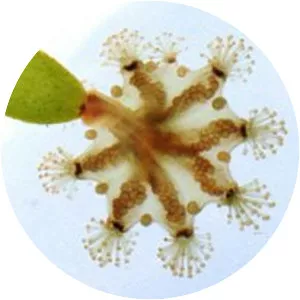 Haliclystus octoradiatus