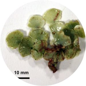 Halimeda discoidea - 