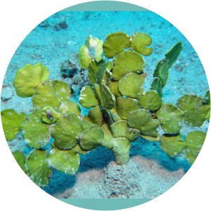 Halimeda macroloba - 