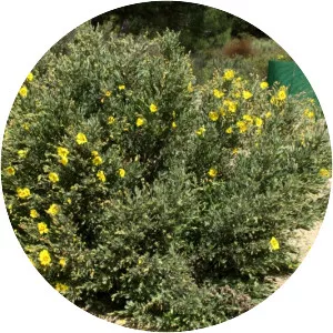 Halimium halimifolium - 