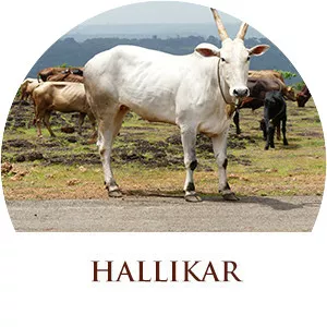 Hallikar
