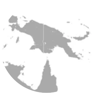 Halmahera blossom bat - Animal