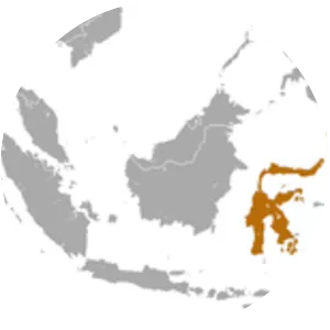 Halmahera naked-backed fruit bat - Animal