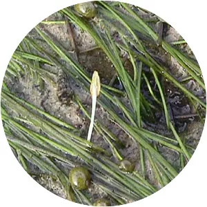 Halodule - Plants