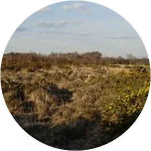 Hamble Common Camp - 