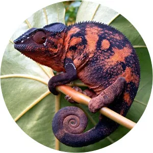 Hameleoni