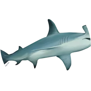 Hammerhead shark