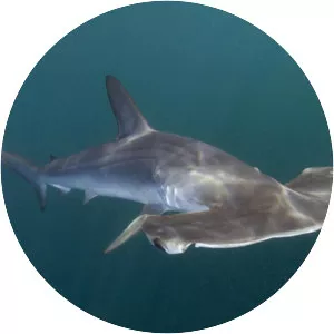 Hammerheads - Sharks