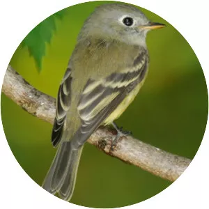 Hammond's flycatcher