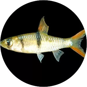 Hampala macrolepidota