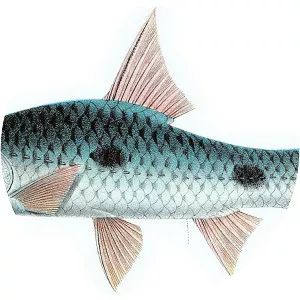 Hampala