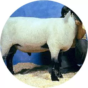 Hampshire sheep - Sheep breed