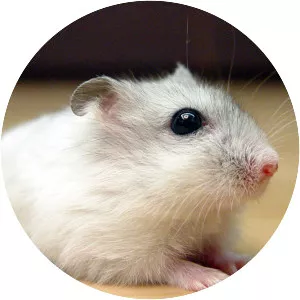 Hamster