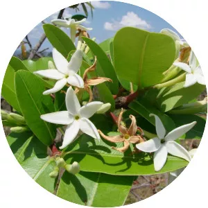 Hancornia speciosa - Plants