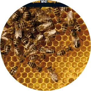 Handbook of Research on Social Entrepreneurship