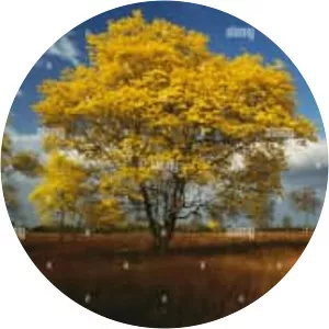 Handroanthus chrysanthus