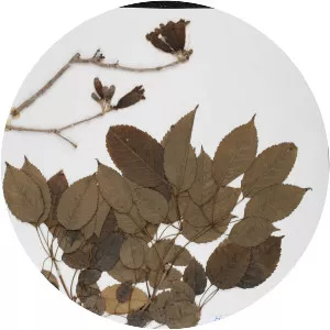 Handroanthus heptaphyllus