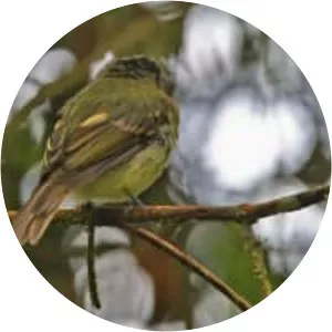Handsome flycatcher - Bird