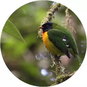 Handsome fruiteater - Bird