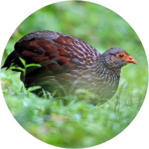 Handsome spurfowl - Birds