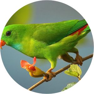 Hanging parrot