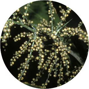 Hanguanaceae - Plants