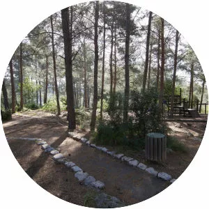 Hanita Forest - 