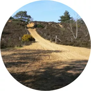 Hankley Common