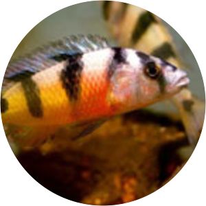 Haplochromis latifasciatus