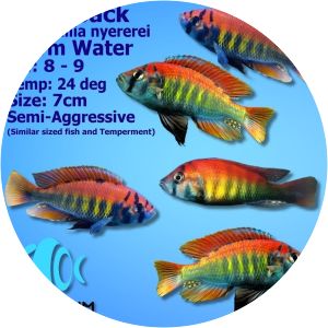 Haplochromis nyererei - Animal