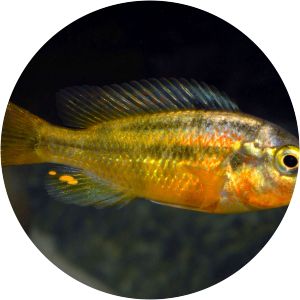 Haplochromis sauvagei - Animal