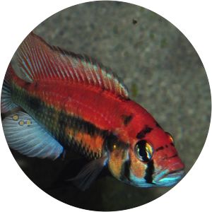 Haplochromis sp. 'Kyoga flameback'