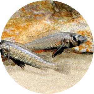 Haplochromis thereuterion
