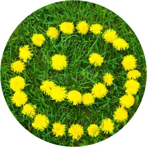 Happy Dandelion