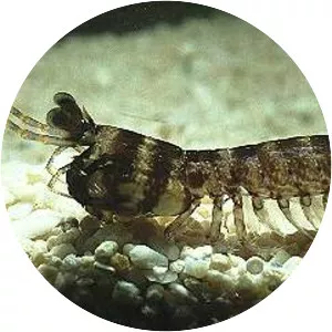 Haptosquilla trispinosa