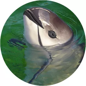 Harbor porpoises - Animal