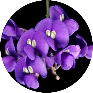 Hardenbergia comptoniana