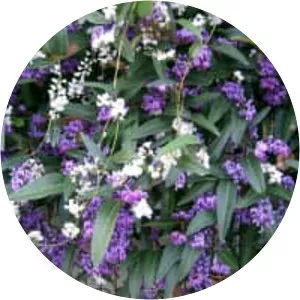 Hardenbergia - Plants
