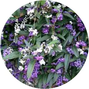 Hardenbergia violacea