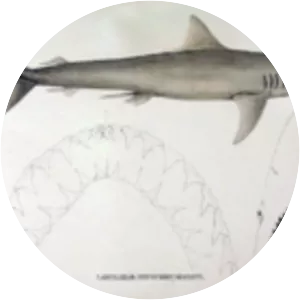 Hardnose shark - 