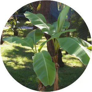 Hardy banana - Plants