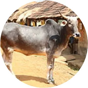 Hariana cattle